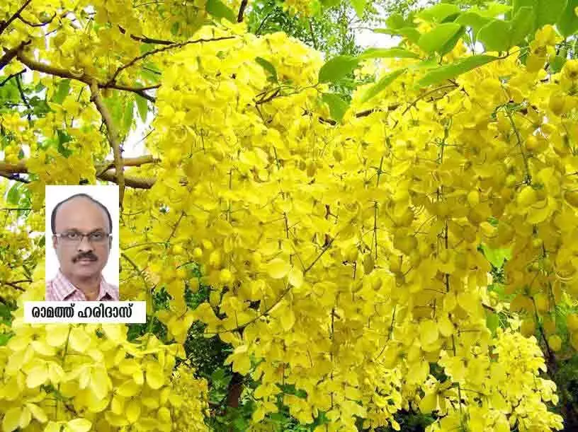 മനസ്സിൽ കർണികാരങ്ങൾ വിടർത്തി വീണ്ടും ഒരു വിഷു മനസ്സിൽ കർണികാരങ്ങൾ വിടർത്തി വീണ്ടും ഒരു വിഷു