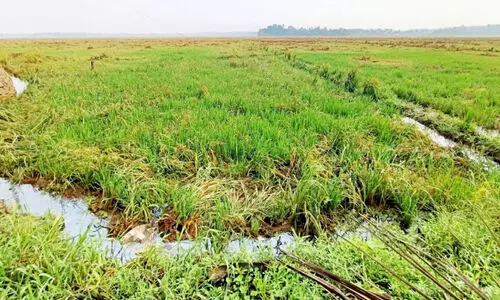 വിഷുക്കാല മാറ്റങ്ങളും  കാലമറിയാത്ത കൃഷി വകുപ്പും വിഷുക്കാല മാറ്റങ്ങളും  കാലമറിയാത്ത കൃഷി വകുപ്പും