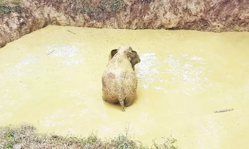 കുളത്തിൽ വീണ കാട്ടാനയെ രക്ഷപ്പെടുത്തി