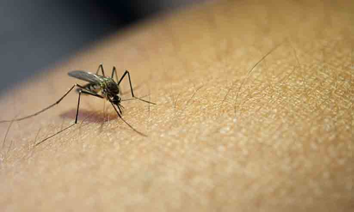 ഡെങ്കിപ്പനി: കാമ്പയിൻ ഊർജിതമാക്കി