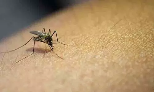 ഡെങ്കിപ്പനി: കാമ്പയിൻ ഊർജിതമാക്കി ഡെങ്കിപ്പനി: കാമ്പയിൻ ഊർജിതമാക്കി