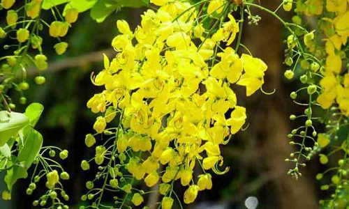 പടിവാതിൽക്കൽ വിഷു ; വരവേൽക്കാനൊരുങ്ങി മലയാളികൾ