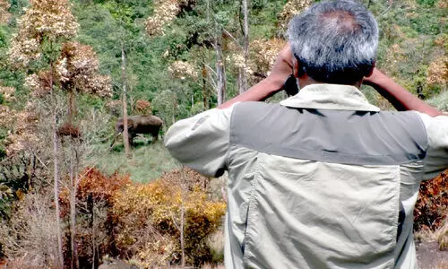 ആനയുടെ കാടിറക്കം; കാരണം തേടി വനം വകുപ്പ്​