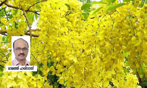 മനസ്സിൽ കർണികാരങ്ങൾ വിടർത്തി വീണ്ടും ഒരു വിഷു