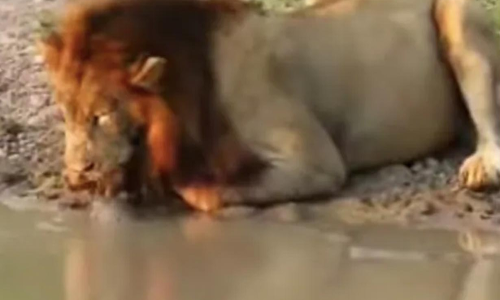 ഒന്ന് മാറിയിരി എന്‍റെ ആമേ: വൈറലായി ആമയുടെയും സിംഹത്തിന്റെയും വീഡിയോ