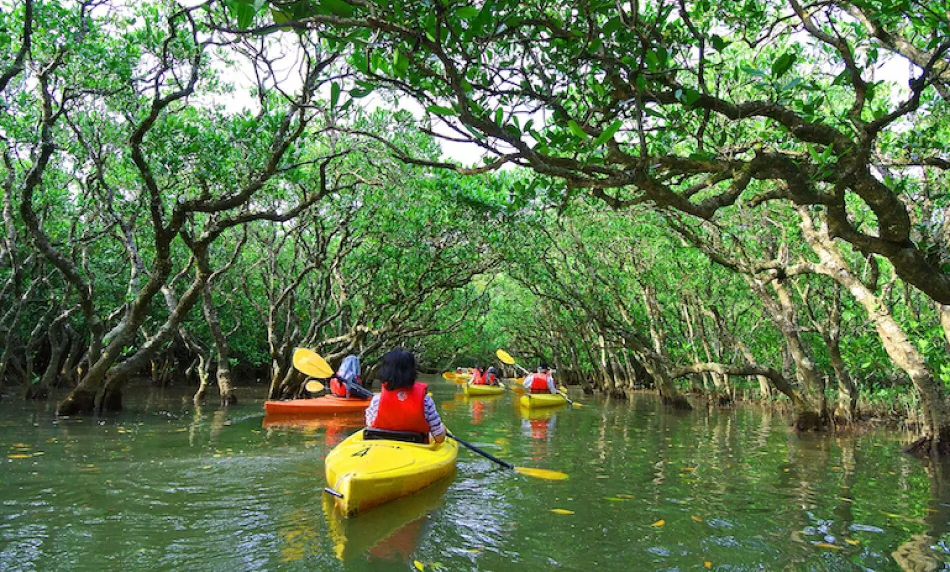 kayakking kannur mangrove