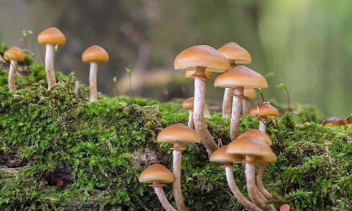 വിഷം കലർന്ന കൂൺ കഴിച്ച് കുട്ടിയുൾപ്പെടെ 13 പേർ മരിച്ചു