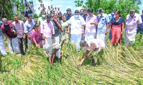 Damage to crops: Minister directs to submit detailed report Damage to crops: Minister directs to submit detailed report