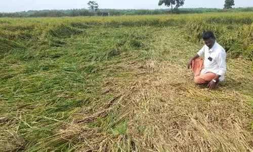 വേനൽ മഴക്കൊപ്പം കാട്ടുപന്നി ശല്യവും ഭീഷണിയാകുന്നു