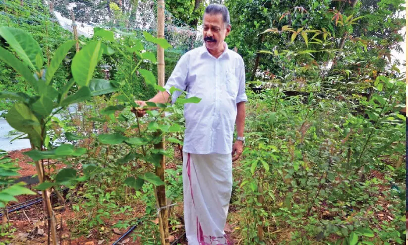 mv govindan miyawaki