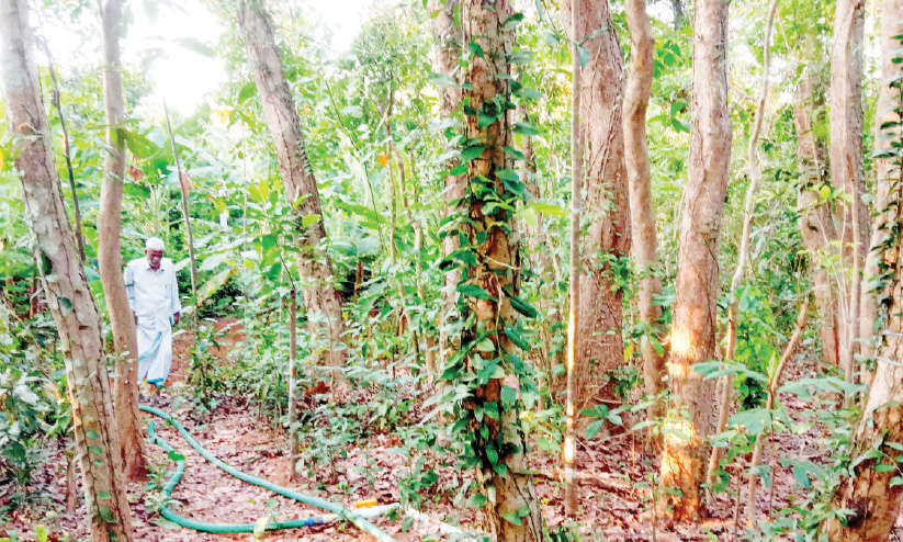 സ്വന്തമായി വനം ഒരുക്കി ഹംസ സ്വന്തമായി വനം ഒരുക്കി ഹംസ