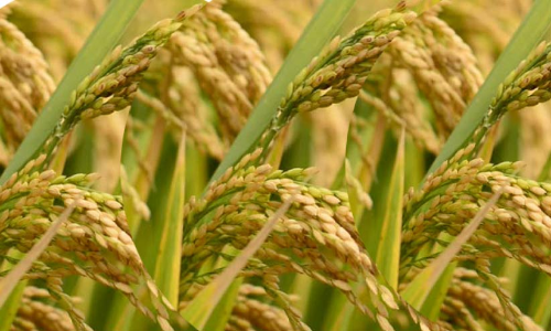 Supplyco paddy procurement is dragging on