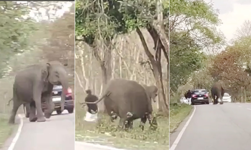 ചിത്രമെടുക്കാൻ കാറിൽ നിന്നിറങ്ങി; യുവാവിനെ ഓടിച്ച് കാട്ടാന, രക്ഷപ്പെട്ടത് തലനാരിഴക്ക് - വിഡിയോ