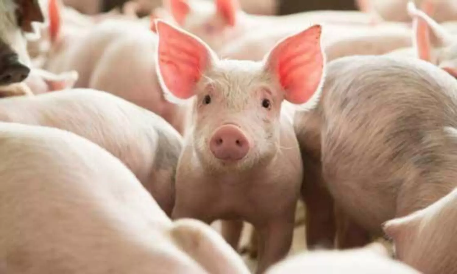 ആഫ്രിക്കൻ പന്നിപ്പനി: കണ്ണൂരിൽ 273 പന്നികളെ കൊന്നൊടുക്കും