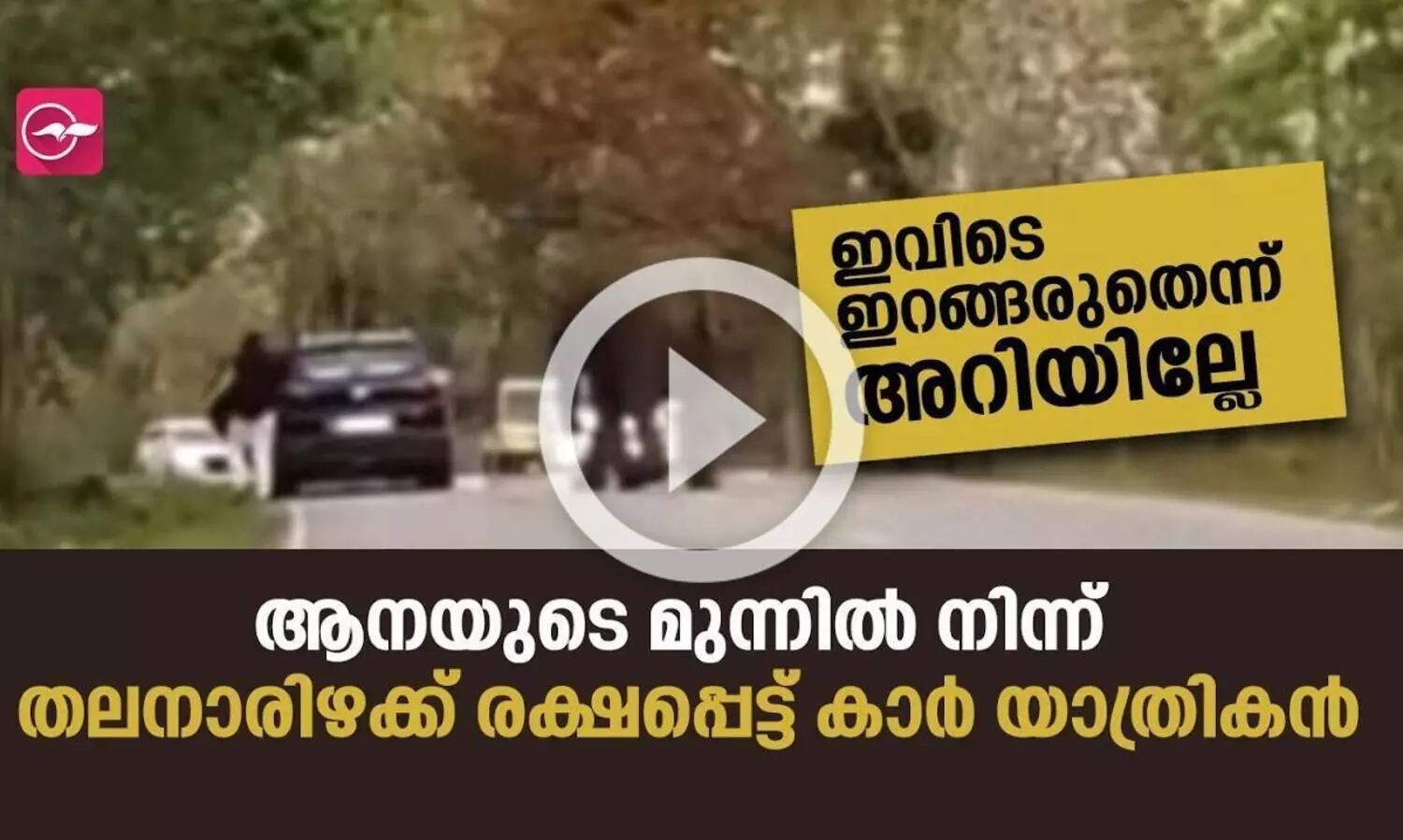 ഇവിടെ ഇറങ്ങരുതെന്ന് അറിയില്ലേ; ആനയുടെ മുന്നിൽ നിന്ന് തലനാരിഴക്ക് രക്ഷപ്പെട്ട് കാർ യാത്രികൻ