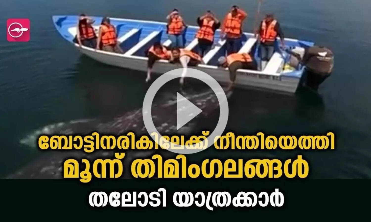 ബോട്ടിനരികിലേക്ക് നീന്തിയെത്തി മൂന്ന് തിമിം​ഗലങ്ങൾ; തലോടി യാത്രക്കാർ