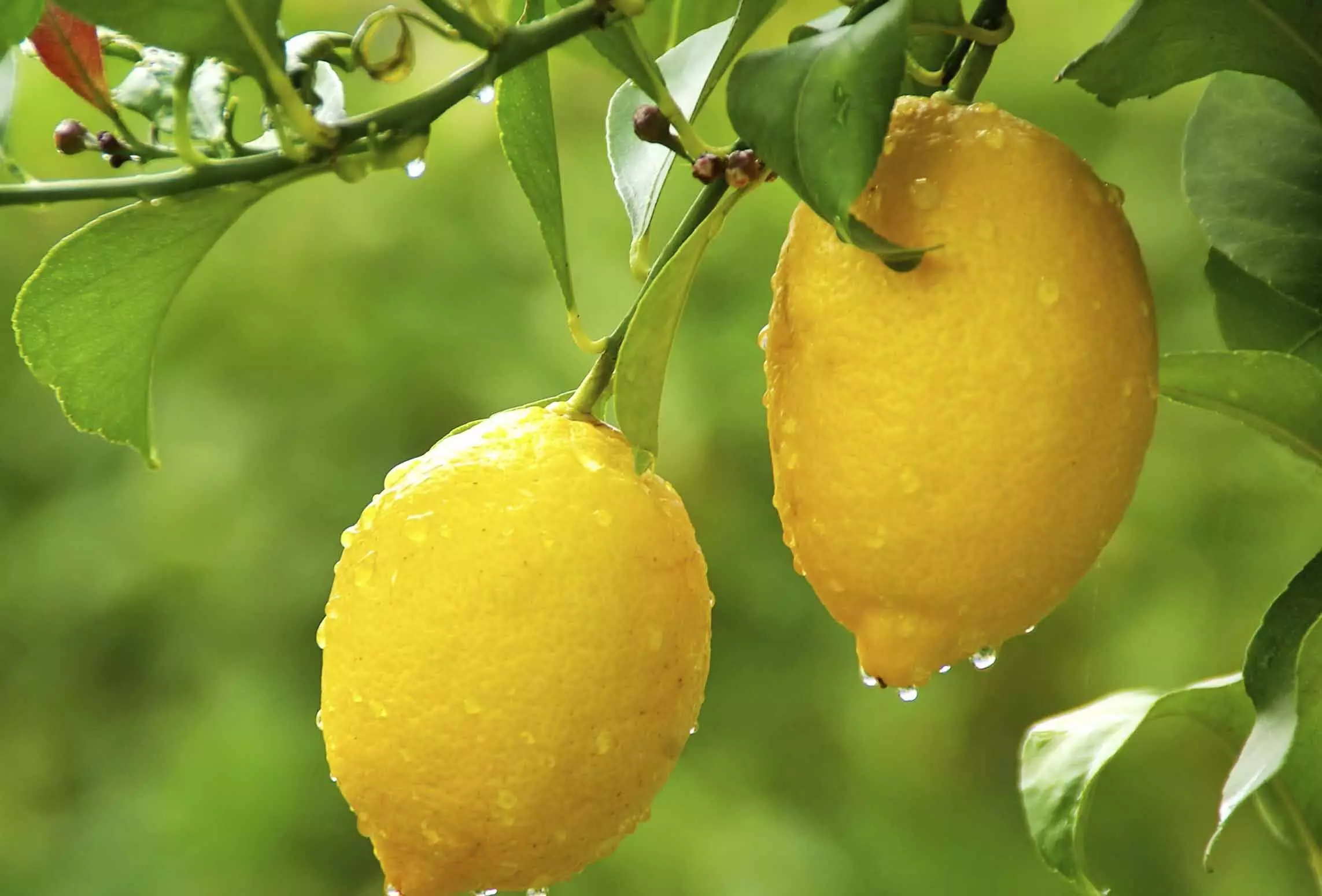 ചെറുനാരങ്ങക്ക് പകരം ഉപയോഗിക്കാവുന്ന ചിലതുണ്ട്!