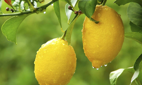 ചെറുനാരങ്ങക്ക് പകരം ഉപയോഗിക്കാവുന്ന ചിലതുണ്ട്!