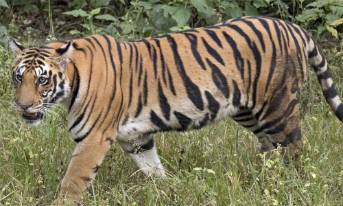 ദൊട്ടപ്പൻകുളത്ത് കടുവ; ഉടൻ പിടികൂടുമെന്ന് വനംവകുപ്പ്