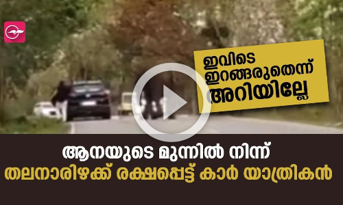 ഇവിടെ ഇറങ്ങരുതെന്ന് അറിയില്ലേ; ആനയുടെ മുന്നിൽ നിന്ന് തലനാരിഴക്ക് രക്ഷപ്പെട്ട് കാർ യാത്രികൻ
