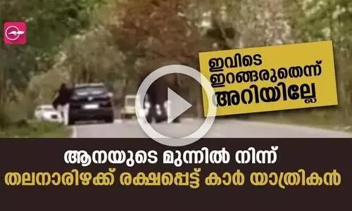 ഇവിടെ ഇറങ്ങരുതെന്ന് അറിയില്ലേ; ആനയുടെ മുന്നിൽ നിന്ന് തലനാരിഴക്ക് രക്ഷപ്പെട്ട് കാർ യാത്രികൻ