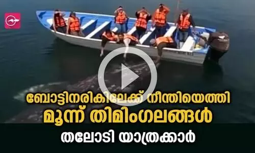 ബോട്ടിനരികിലേക്ക് നീന്തിയെത്തി മൂന്ന് തിമിം​ഗലങ്ങൾ; തലോടി യാത്രക്കാർ
