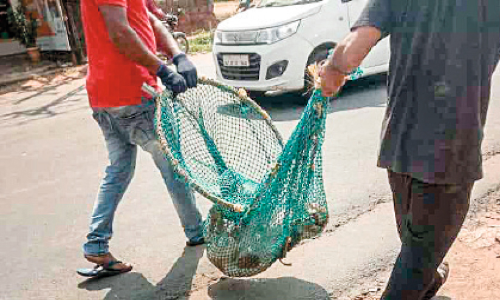 അരീക്കോട്ട് ഭീതി പരത്തിയ തെരുവുനായ് ചത്തു