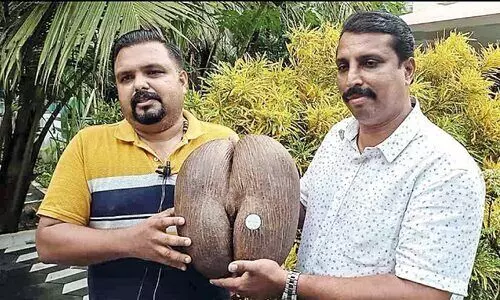 ഒരു ലക്ഷം രൂപയോളം വില; അപൂർവ വിത്ത് സ്വന്തമാക്കി ടോം ഐസക്