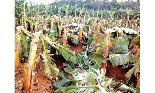 വേനൽമഴ കവർന്നത് എട്ടുകോടിയുടെ കൃഷി