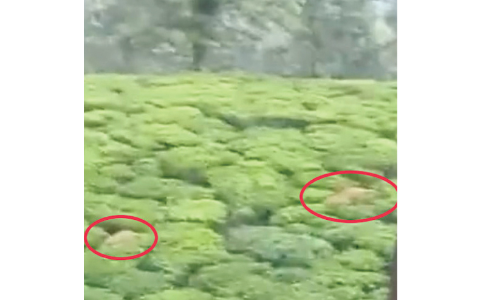 വൈത്തിരിക്കടുത്ത് തേയിലത്തോട്ടത്തിൽ കടുവകൾ; ഭീതിയിൽ ജനം