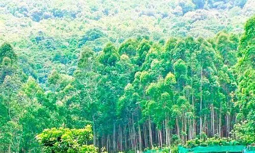 കാന്തല്ലൂരിലെ ഗ്രാന്‍റീസ് മരങ്ങൾ മുറിക്കാൻ അനുമതി