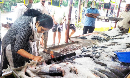 സ്റ്റാളുകളിൽ വ്യാപക പരിശോധന;  23 കിലോ പഴകിയ മത്സ്യം പിടിച്ചു