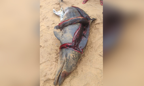 കടലില്‍ നിരോധിത വന്യജീവി വേട്ട വ്യാപകം; ഡോൾഫിനെ കരക്കെത്തിച്ച് മുറിച്ച് വിൽക്കാന്‍ ശ്രമം: രണ്ടുപേര്‍ പിടിയില്‍