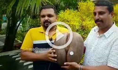 ലോകത്തിലെ ഏറ്റവും വലിയ വിത്ത് സ്വന്തമാക്കി മലപ്പുറം കാളികാവ് സ്വദേശി