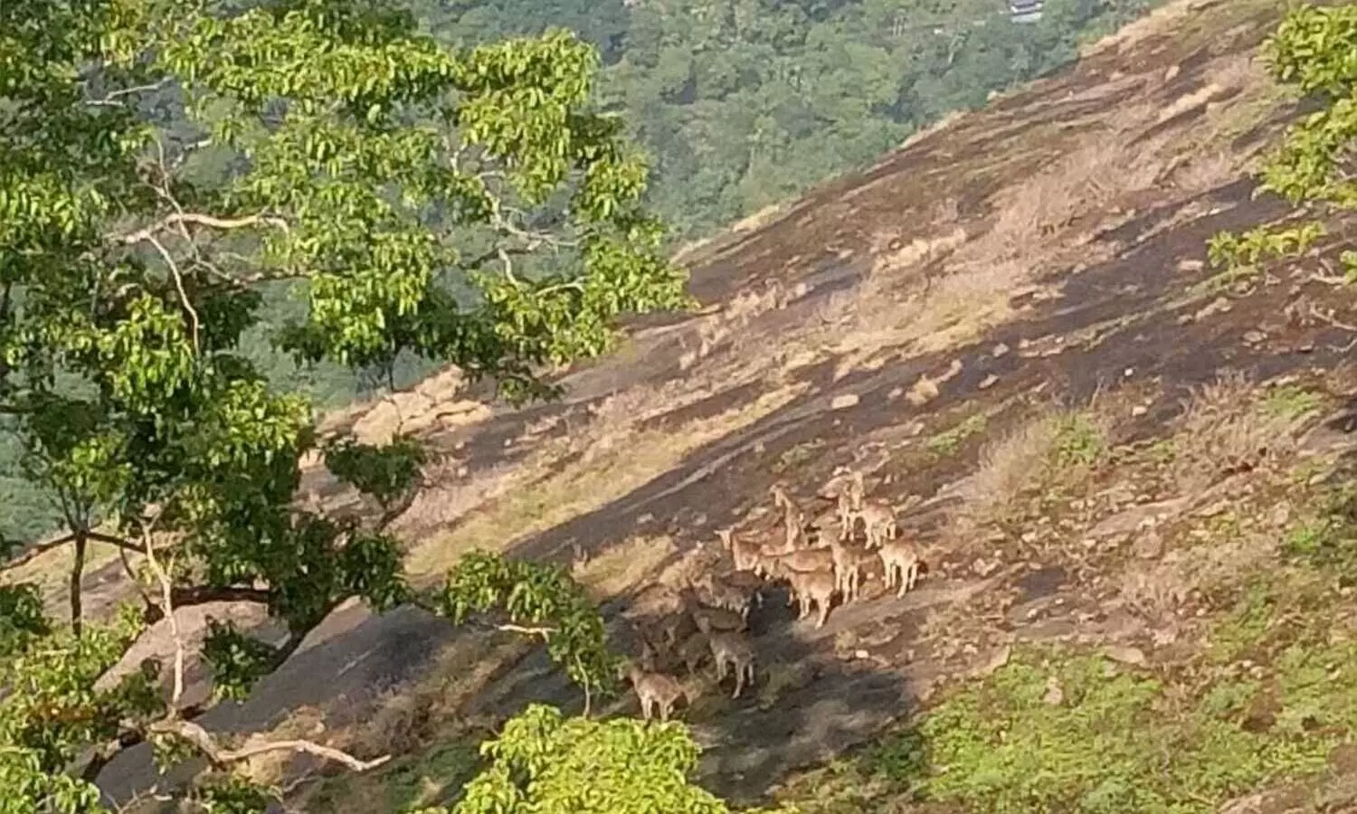 nilgiri thar