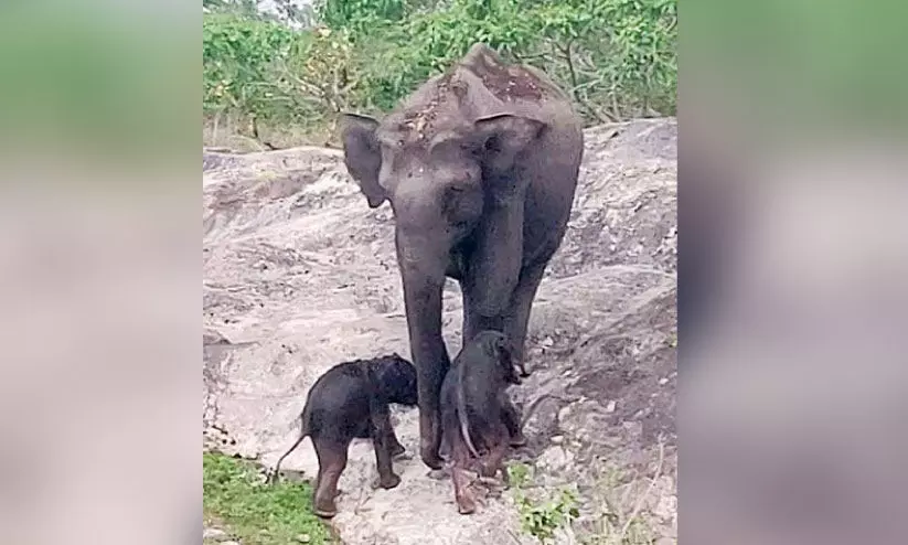 കാട്ടാനക്ക് ഇരട്ടക്കുട്ടികൾ; ബന്ദിപ്പൂരിൽനിന്ന് അപൂർവ കാഴ്ച കാട്ടാനക്ക് ഇരട്ടക്കുട്ടികൾ; ബന്ദിപ്പൂരിൽനിന്ന് അപൂർവ കാഴ്ച
