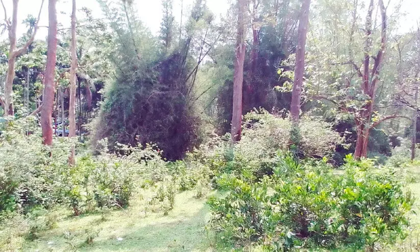 ചെതലയം ഫ്ലാറ്റ് ജലരേഖയായി; ലൈഫ്മിഷൻ ഭൂമി കാടുപിടിച്ചു കിടക്കുന്നു