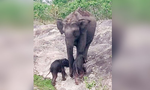 കാട്ടാനക്ക് ഇരട്ടക്കുട്ടികൾ; ബന്ദിപ്പൂരിൽനിന്ന് അപൂർവ കാഴ്ച