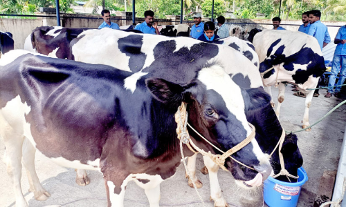 പശുക്കളെ വാങ്ങാം, കിടാരി പാർക്കിൽനിന്ന്