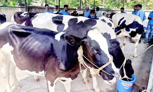 പശുക്കളെ വാങ്ങാം, കിടാരി പാർക്കിൽനിന്ന്