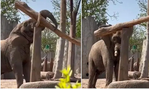 നിസ്സാരം; തൂണിന് മുകളിൽ മരത്തടി ഫിറ്റ് ചെയ്യുന്ന ആനയുടെ ദൃശ്യങ്ങൾ കണ്ട് അമ്പരന്ന് നെറ്റിസൺസ്