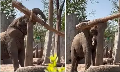 നിസ്സാരം; തൂണിന് മുകളിൽ മരത്തടി ഫിറ്റ് ചെയ്യുന്ന ആനയുടെ ദൃശ്യങ്ങൾ കണ്ട് അമ്പരന്ന് നെറ്റിസൺസ്