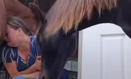 സങ്കടപ്പെട്ടിരിക്കുന്ന യജമാനത്തിയെ ആശ്വസിപ്പിക്കുന്ന കുതിര, വിഡിയോ വൈറൽ