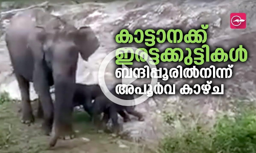 കാട്ടാനക്ക് ഇരട്ടക്കുട്ടികൾ; ബന്ദിപ്പൂരിൽനിന്ന് അപൂർവ കാഴ്ച