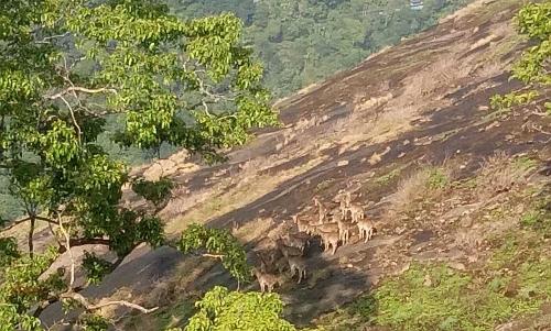 nilgiri thar