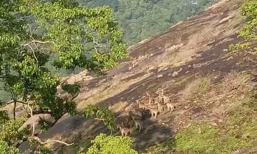 nilgiri thar
