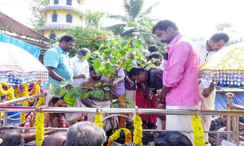 മുറിച്ചുനീക്കുന്ന ആല്‍മരത്തിനുപകരം തൈ നട്ട് തിരുവാഭരണപാത സംരക്ഷണ സമിതി