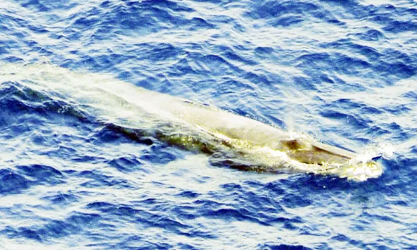 ഖു​ൻ​ഫു​ദ​ക്ക​ടു​ത്ത് ചെ​ങ്ക​ട​ലി​ൽ അ​പൂ​ർ​വ തി​മിം​ഗ​ലം