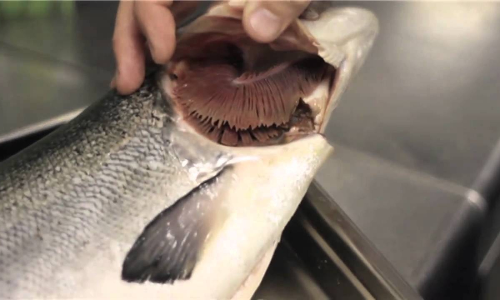 formalin in fish formalin in fish
