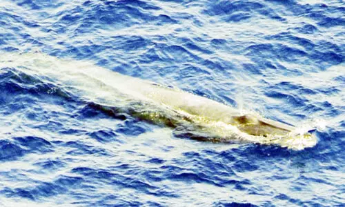 ഖു​ൻ​ഫു​ദ​ക്ക​ടു​ത്ത് ചെ​ങ്ക​ട​ലി​ൽ അ​പൂ​ർ​വ തി​മിം​ഗ​ലം